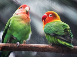 gli inseparabili devono sempre vivere in coppia