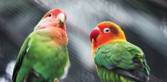 gli inseparabili devono sempre vivere in coppia