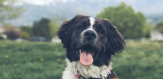 Eliminazione inappropriata e marcatura urinaria nel cane marcatura urinaria cane 1