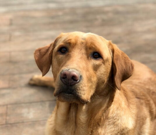 osteoartrite-nel-cane