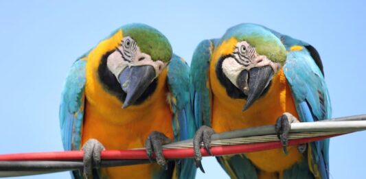 È vero che tutti i pappagalli imparano a parlare? pappagalli parlanti