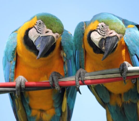 pappagalli parlanti