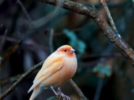 patologie-respiratorie-negli-uccelli