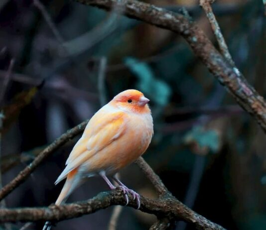 Quali sono le principali patologie respiratorie negli uccelli? patologie-respiratorie-negli-uccelli