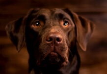 pet-therapy-animali
