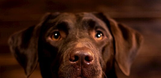 pet-therapy-animali