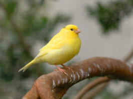 Sinusite nei canarini e negli altri pet: cause e sintomi sinusite-nei-canarini