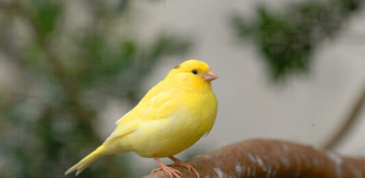 sinusite-nei-canarini