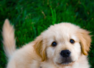articolazioni-del-cane