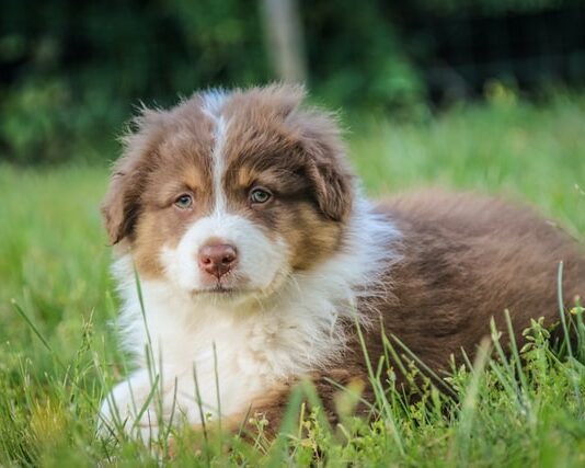Il mio cane ha la diarrea! Quali sono le cause? Cosa devo fare? cane diarrea