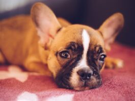 Il mio cane vomita! Quali sono le cause? Cosa devo fare? cane vomita