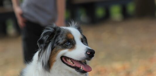 cani gatti covid-19
