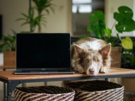 cani sono capaci di vedere la tv