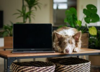 cani sono capaci di vedere la tv