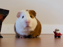 cavia-perde-il-pelo