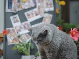 gatto-in-condominio