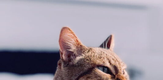 gatto-schizzinoso-con-il-cibo