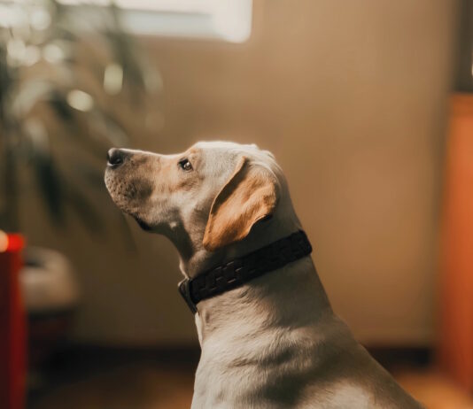 L’incontinenza urinaria dopo la sterilizzazione nel cane incontinenza urinaria cane