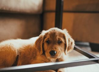 maltrattamento-degli-animali-in-grecia