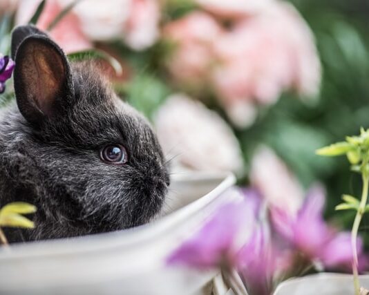 natale quattro zampe