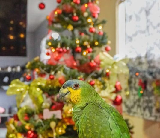 natale-volatili