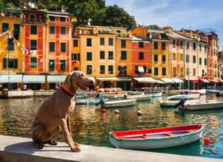 prodotti animali città