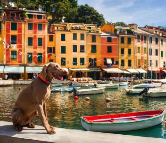 prodotti animali città