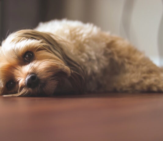 riconoscimento animali