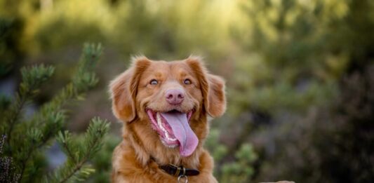 Stella di Natale: una pianta tossica per cane, gatto e coniglio! stella di natale cane