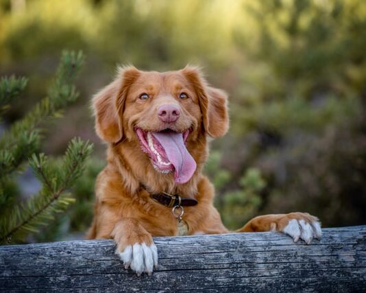 Stella di Natale: una pianta tossica per cane, gatto e coniglio! stella di natale cane