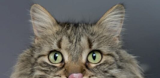 stress-nel-gatto
