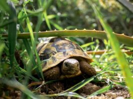 tartarughe hanno le orecchie