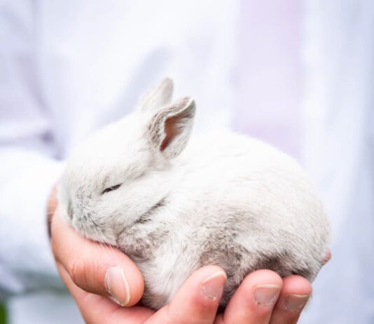 vaccinare-il-coniglio-da-compagnia