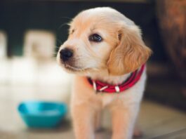 Acqua per il cane: ecco tre motivi per cui è importante per la sua salute acqua per il cane