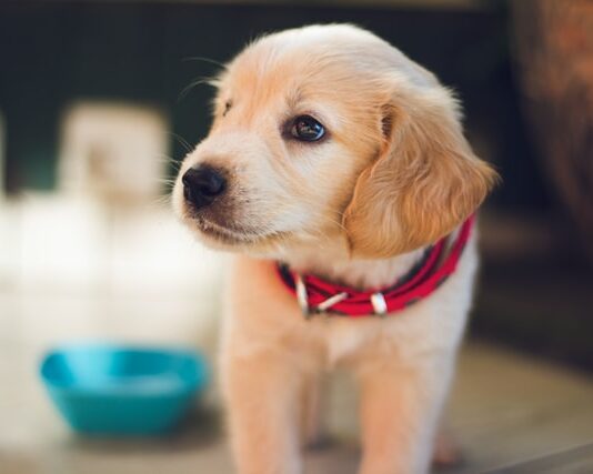 acqua per il cane