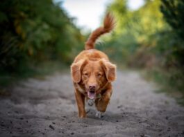 addestrare il cane