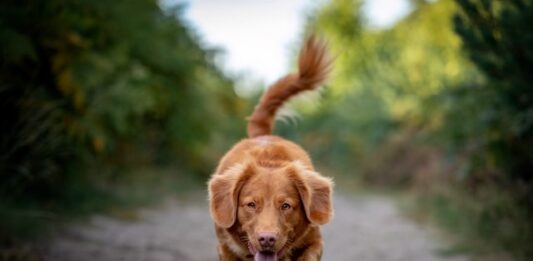 addestrare il cane
