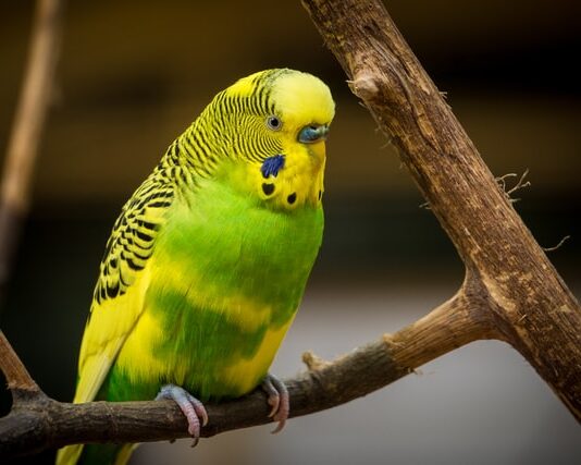 Fare il bagno al vostro volatile? Ecco alcuni consigli bagno volatile