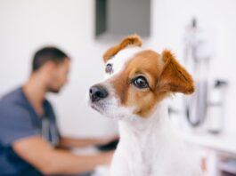 cane gruppi sanguigni