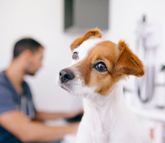 Il cane e i gruppi sanguigni, quali sono? cane gruppi sanguigni