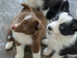 cane intelligente