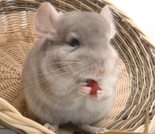 cincillà pelliccia