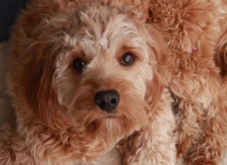 esami sangue animali