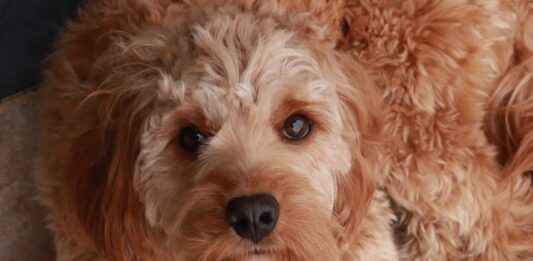 esami sangue animali