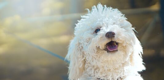 fabbisogno energetico del cane