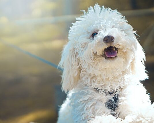 fabbisogno energetico del cane