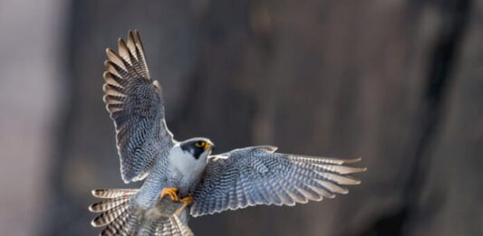 falco-nella-storia