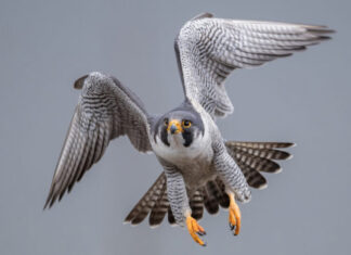 falconeria