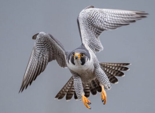 La falconeria, un’antica arte considerata patrimonio dell’Unesco falconeria