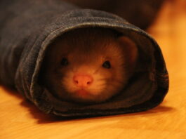 furetto-personalità